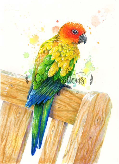 Sun Conure